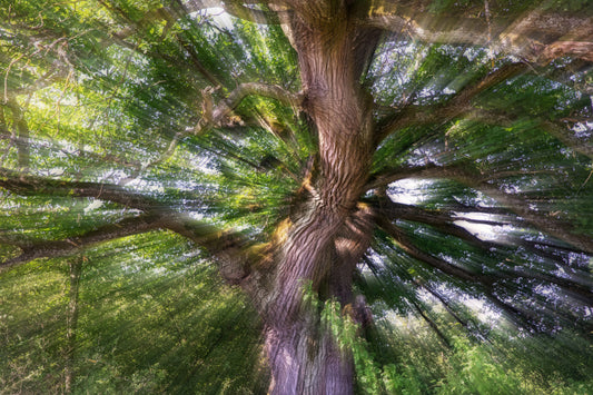 Majestätische Baumfotografie | Naturkunstdruck | Lebendige Waldszene | Einzigartige Wanddekoration Wandmalerei