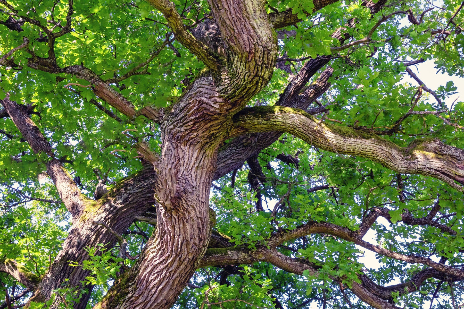 Impression d'art Majestic Oak Tree Canopy | Photographie de la nature | Branches vertes et textures murales murales