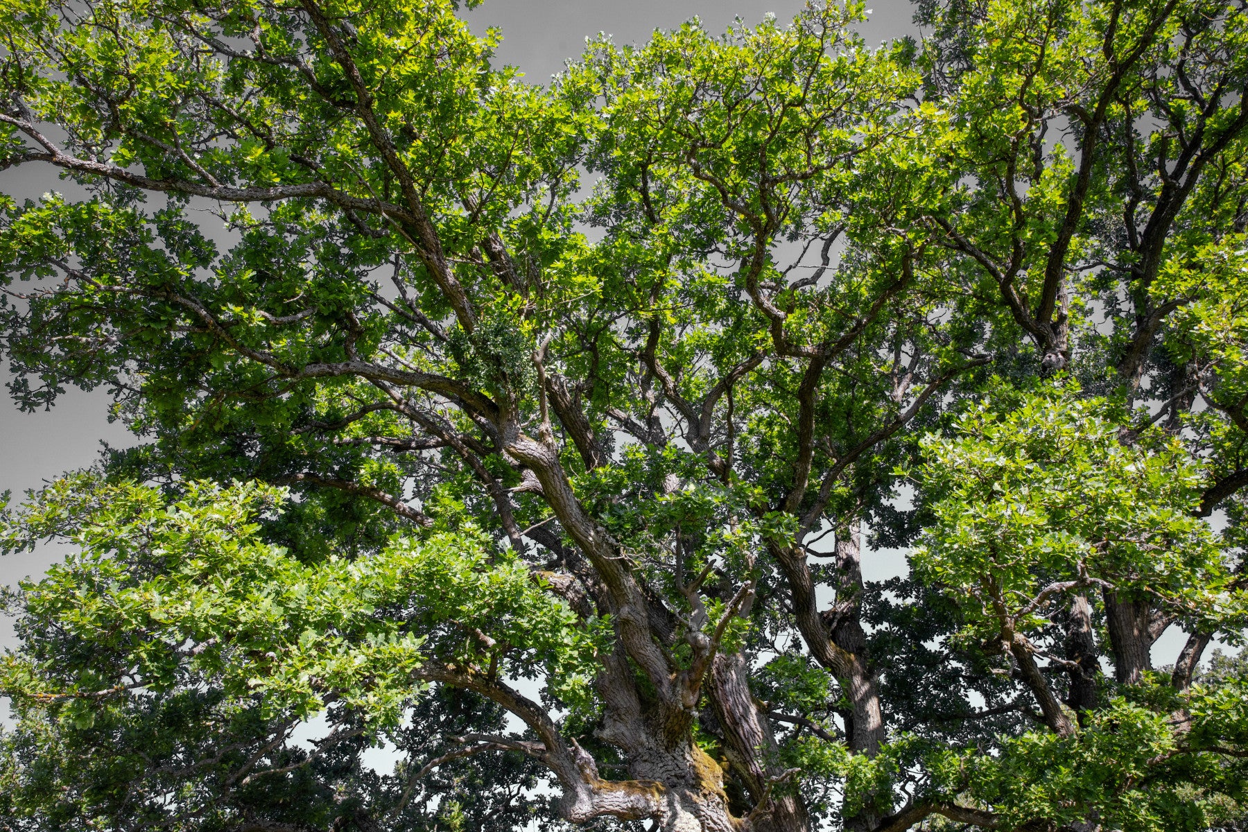Majestic Oak Tree Canopy Art Print | Lush Green Foliage Photography Wall Mural