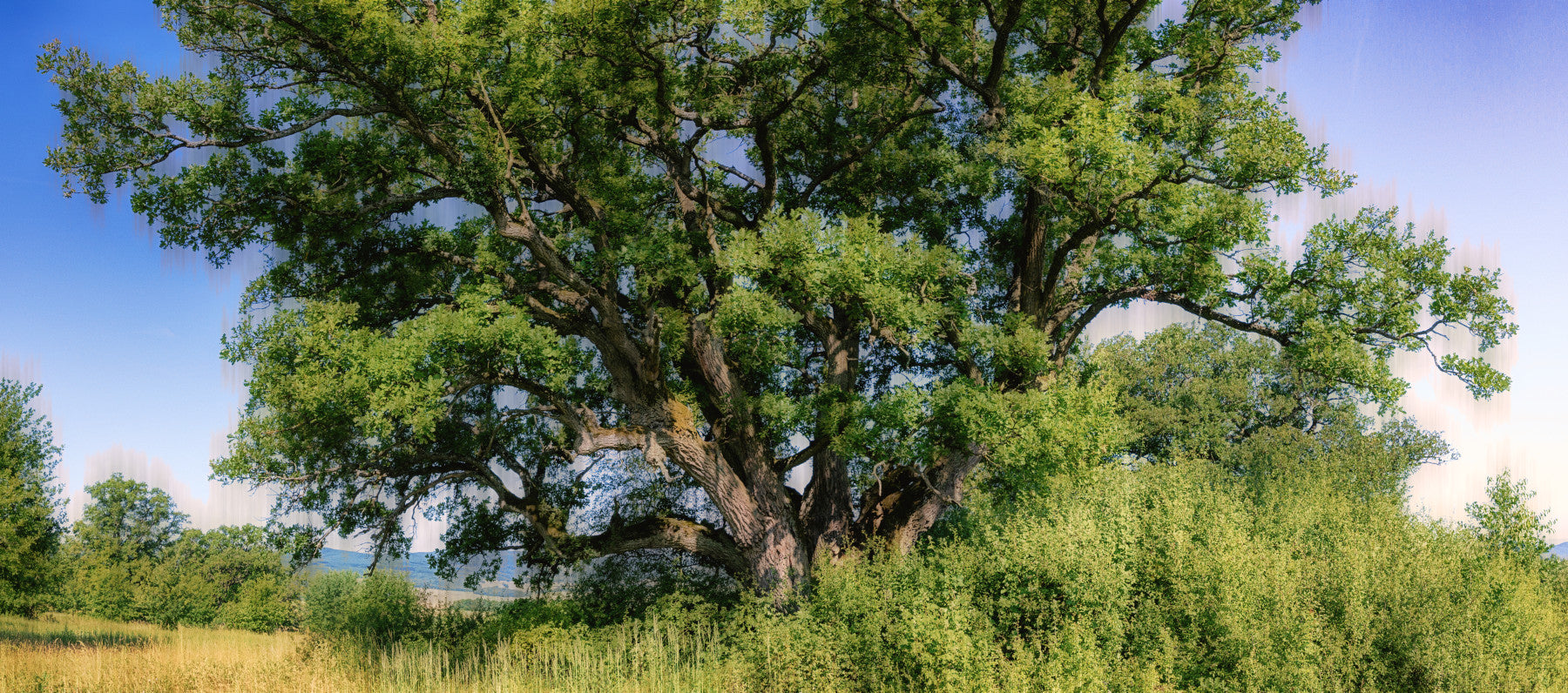 Majestic Oak Tree Landscape Print | Nature Photography | Green Foliage Art Wall Mural