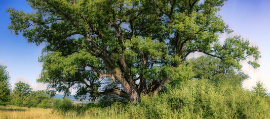 Majestätische Eichenbaumlandschaftsdruck | Naturfotografie | Grüne Laubkunst Wandmalerei
