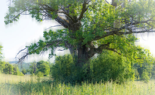 Majestic Green Tree Art Print | Fotografie de natură senină | Mural de perete de decor peisaj liniștit