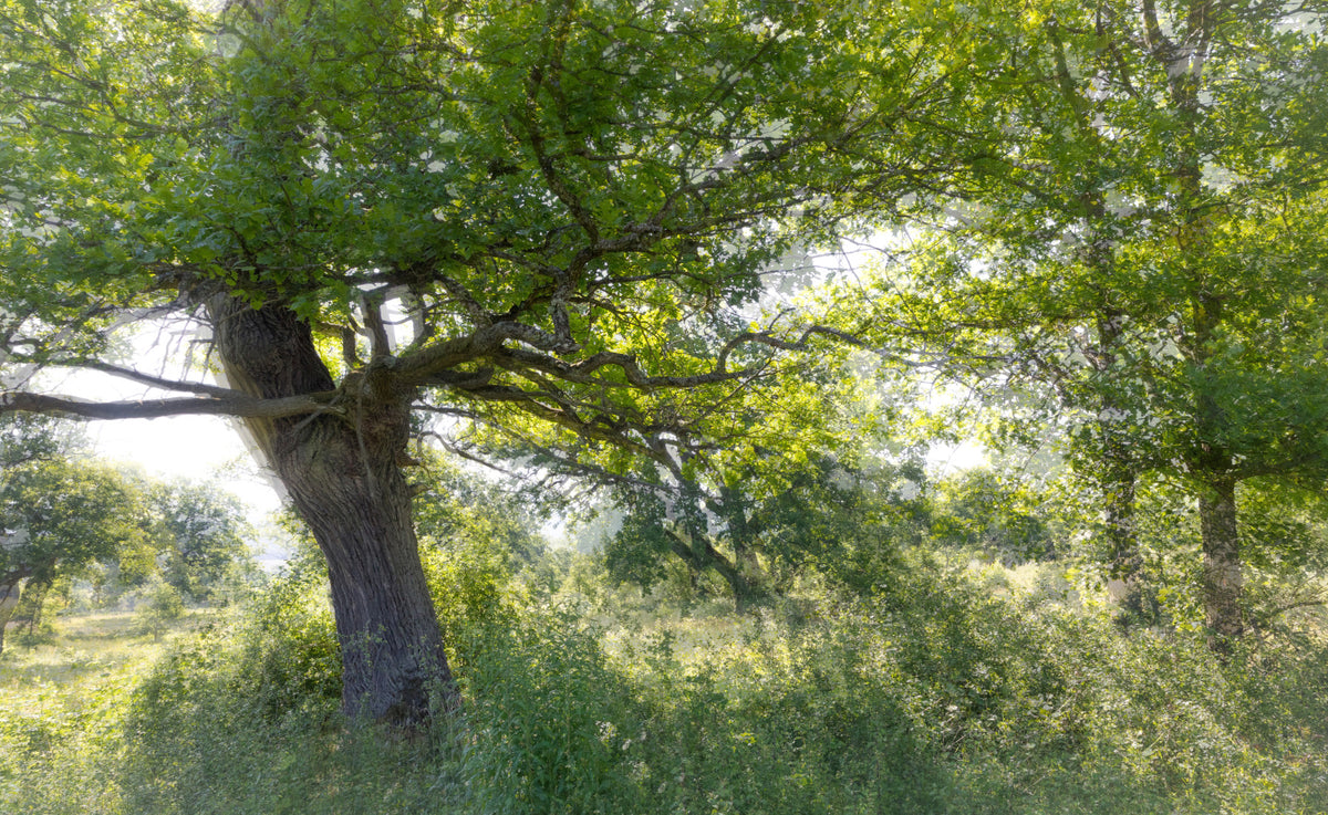 Serene Green Tree Art Print | Naturfotografie | Ruhe