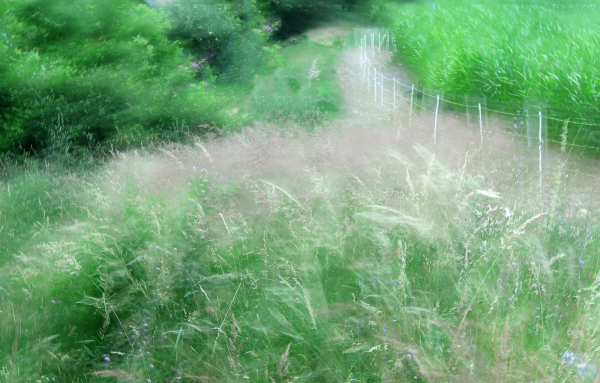 Print artistica percorso verde lussureggiante | Fotografia naturale serena | Murale di decorazioni paesaggistica sfocata in your room — zoomed