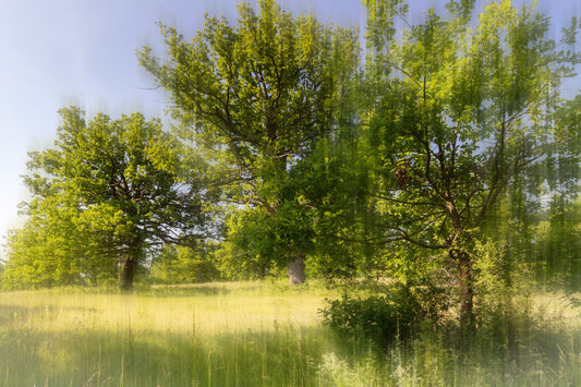 Gelassene grüne Landschaftsfotografie - üppige Bäume in weichem Licht Wandmalerei