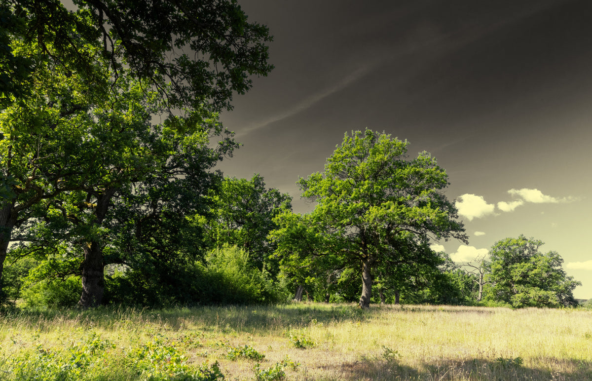 Photographie de paysage serein d'arbres majestueux sous une murale de mur de ciel dramatique in your room