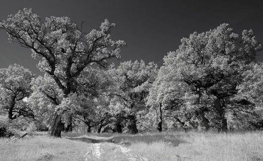 Peisaj alb -negru fotografie de copaci maiestuoși murali de perete