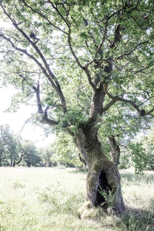 Majestic Eiche Tree Art Print | Naturfotografie | Rustikale Wohnmauer Wandgemälde