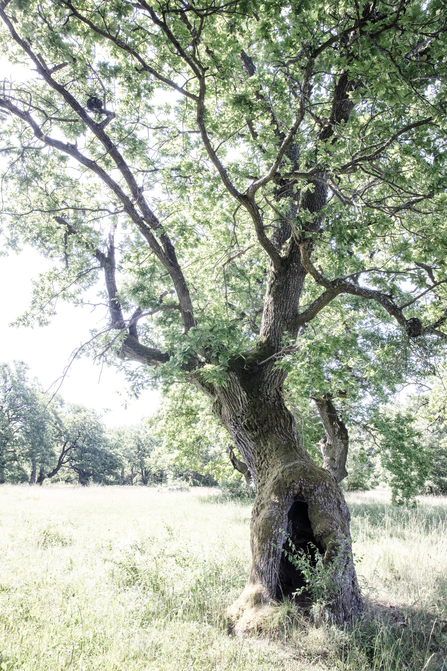 Majestic Oak Tree Art Print | Nature Photography | Rustic Home Decor Wall Mural