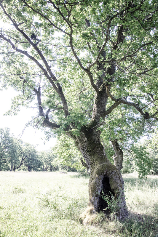 Majestic Oak Tree Art Print | Naturfotografering | Rustik boligindretning vægmaleri