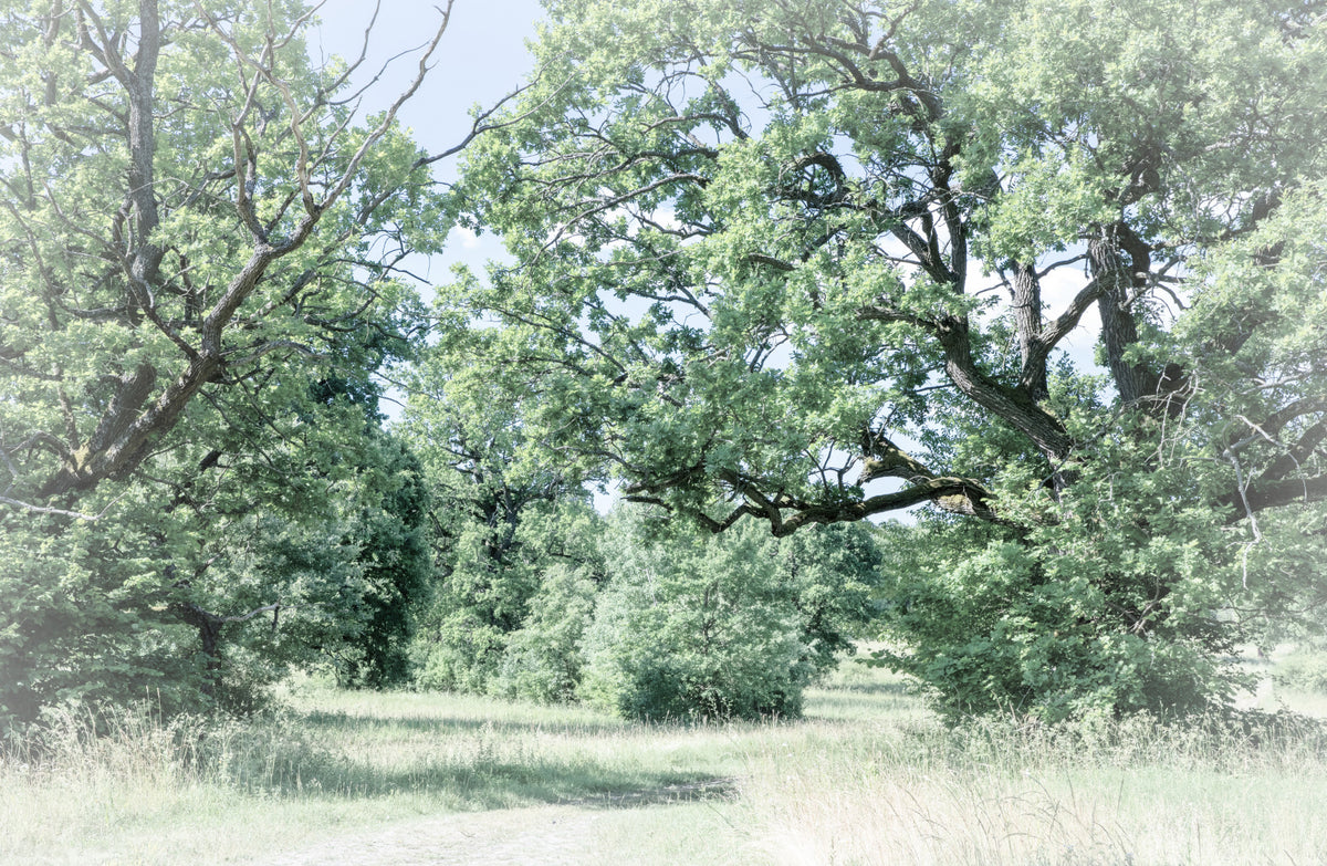 Stampa artistica paesaggistica per vegetazione tranquilla | Fotografia naturale serena | Alberi lussureggianti e campi aperti murale murale in your room