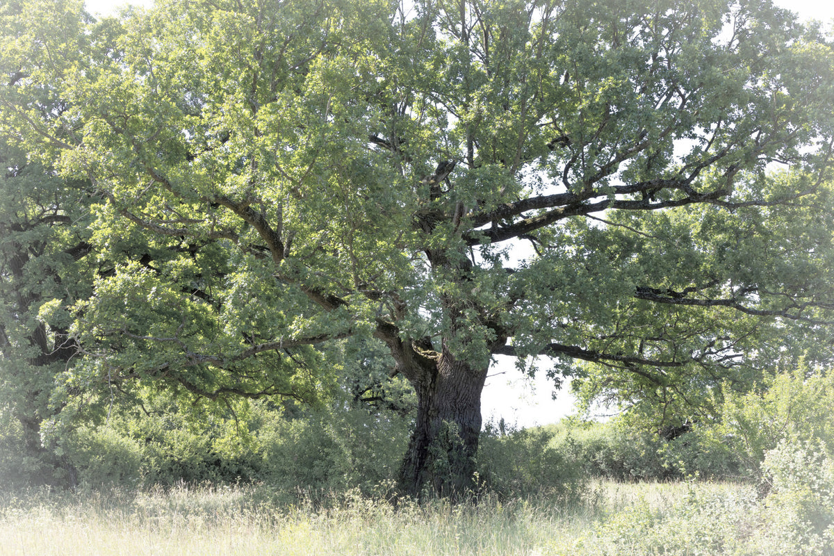 Majestic Oak Tree Art Print | Serene Nature Photography | Grønt løvverk dekor veggmaleri in your room — zoomed