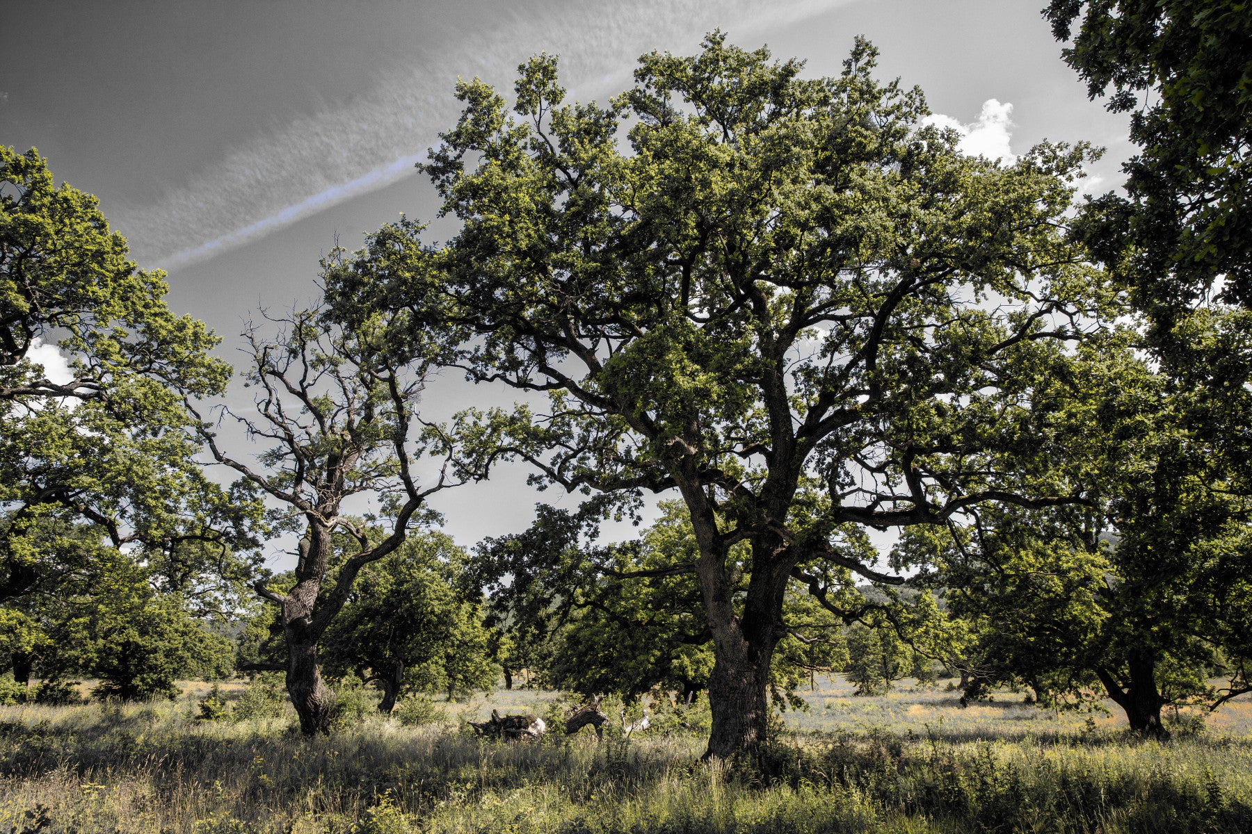 Fotografia spokojna Oak Grove | Nature Krajobraz Art | Zielone drzewa i mural na ścianie nieba