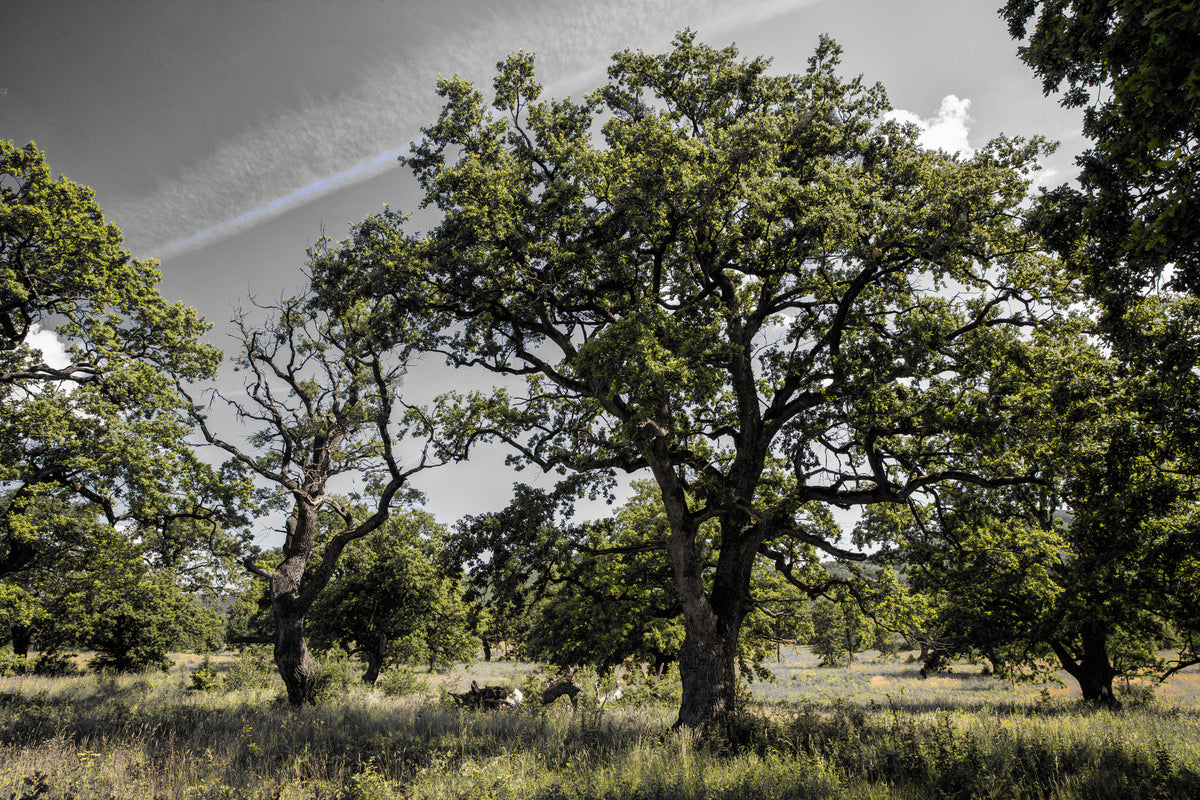 Serene Oak Grove Photography |自然の風景芸術|緑の木と空の壁の壁画 in your room — zoomed