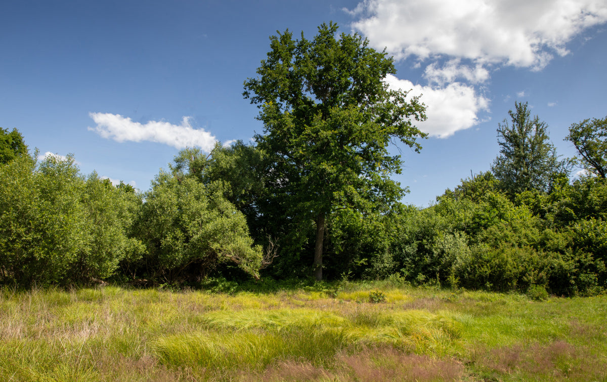 Üppige grüne Landschaft mit majestätischen Bäumen und Blue Sky Wall -Wandbild