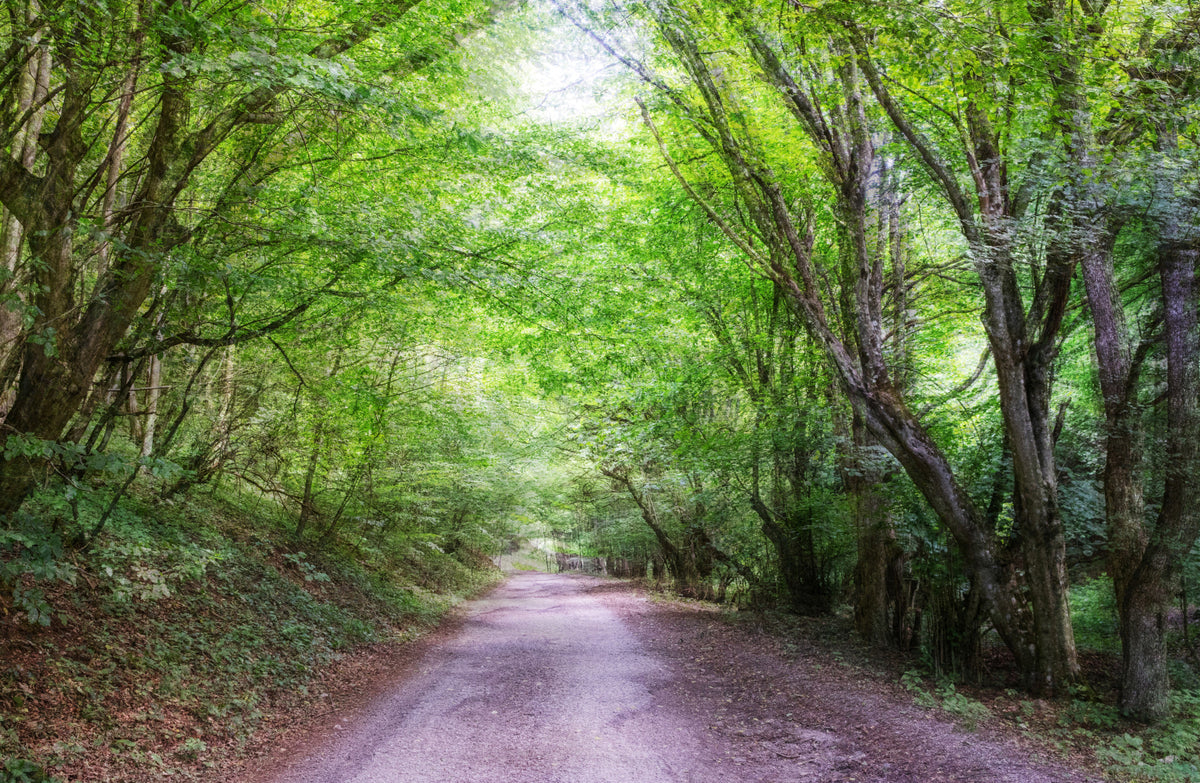 Impression d'art de la pathose forestière serein | Photographie de la nature tranquille | Greenery and Sunlight Wall Mural