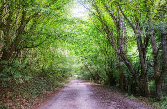 Serene Forest Pathway Art Print | Tranquil Naturfotografering | Grønt og sollys vægmaleri