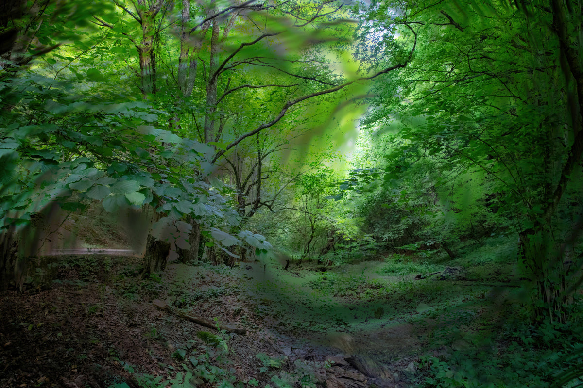 Print artistica per il percorso della foresta verde lussureggiante | Fotografia naturale serena | Murale muro di scene di boschi tranquillo in your room — zoomed
