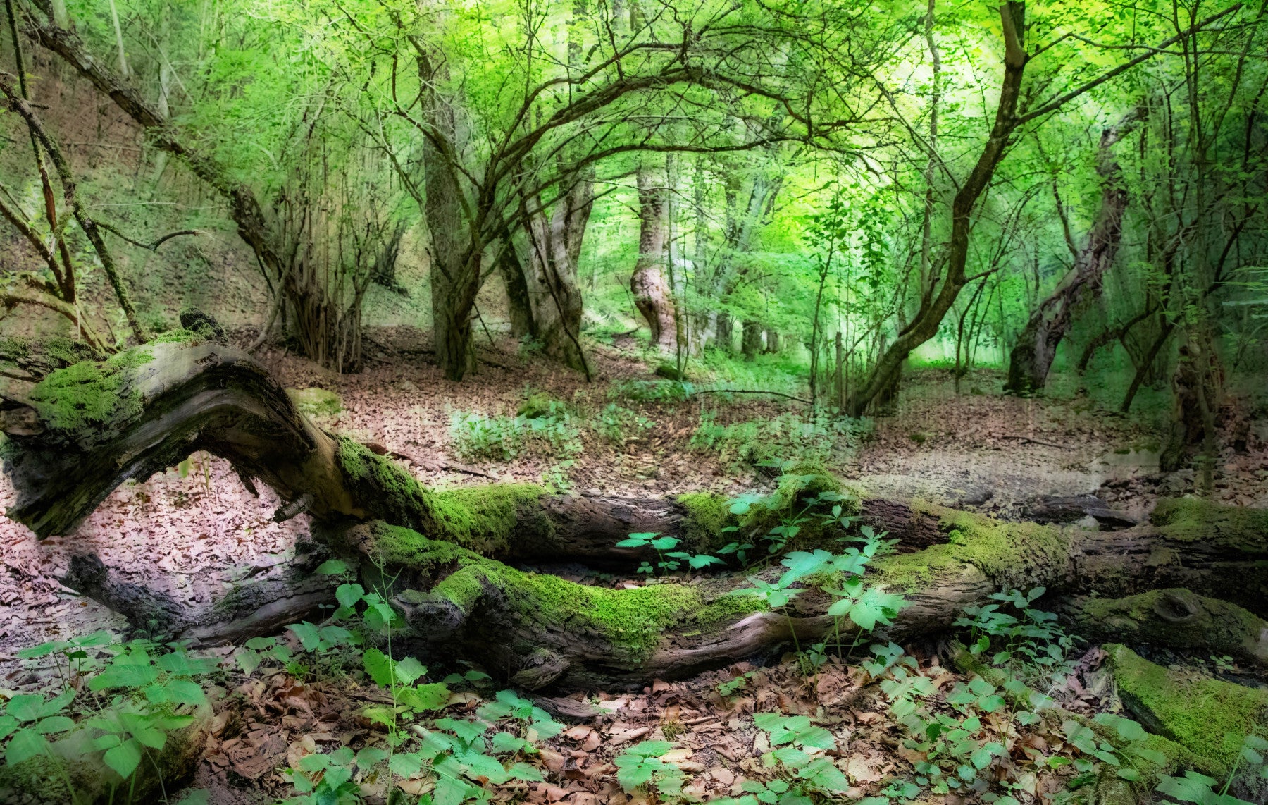 Scène des bois tranquilles | Photographie de forêt verte luxuriante | Nature mur d'art mural mural