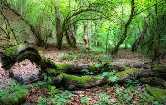 Scena tranquilla dei boschi | Fotografia di foresta verde lussureggiante | Murale muro di arte della parete della natura