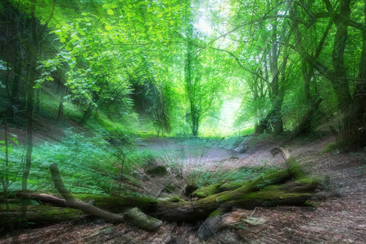 Tranquil Woodland Scene | Frodig grøn skovfotografering vægmaleri