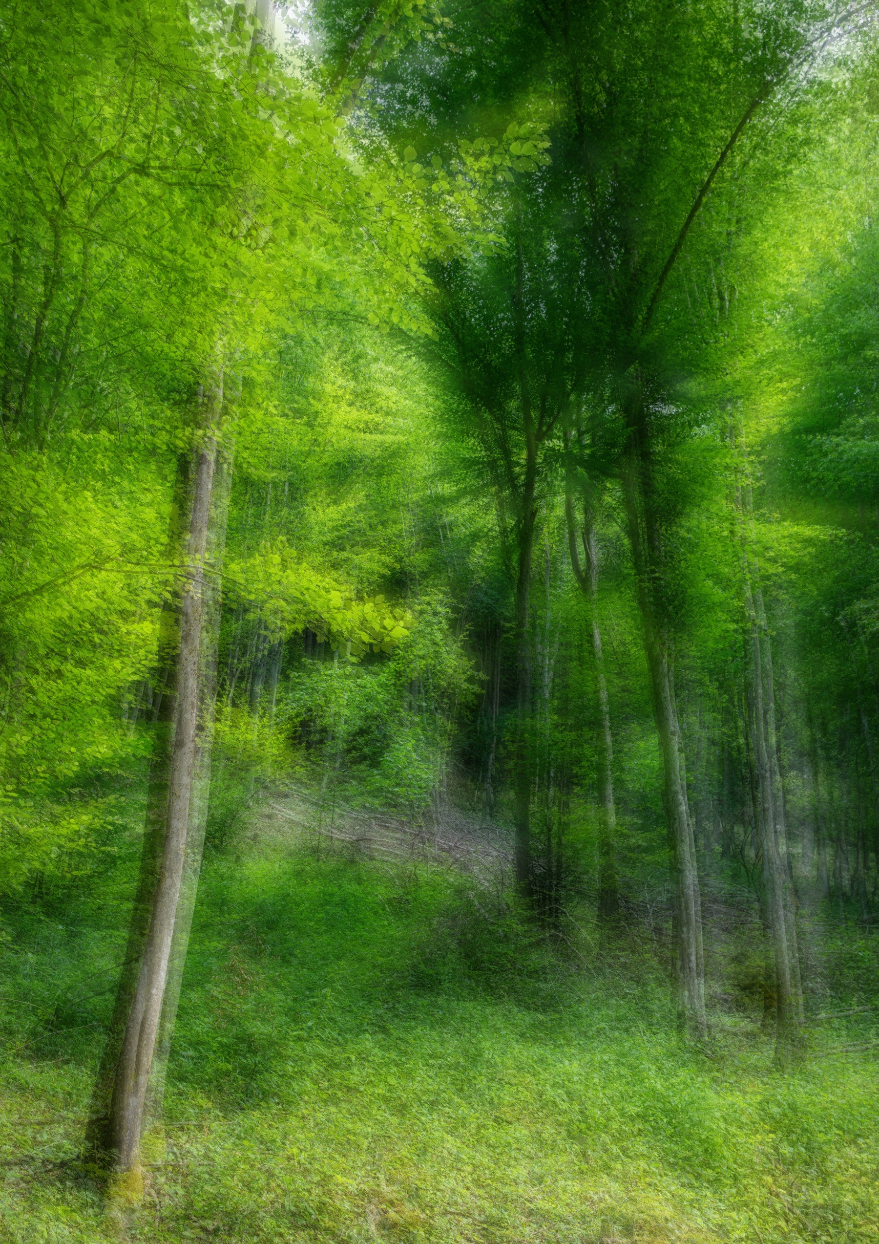 Photographie abstraite de forêt verte luxuriante | Impression d'art de la nature | Murale murale des bois éthérés. in your room — zoomed