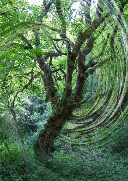 Vorticoso fotografia di foresta astratta verde di un murale di muro di un albero tortuoso