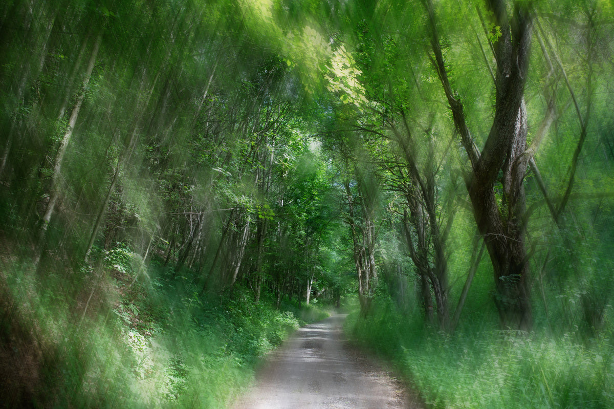 Serene Forest Pathway Art Print | Fotografia naturale tranquilla | Decorazione del paesaggio verde murale murale in your room — zoomed