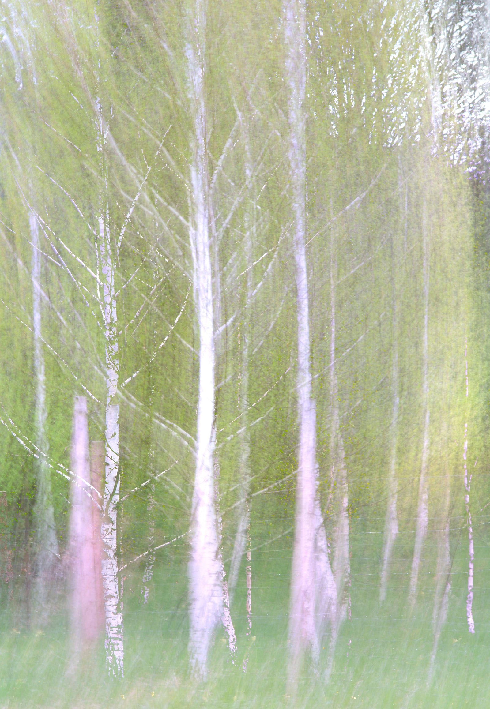 Ätherische Waldfotografie | Verschwommene Birkenbäume | Naturwandwand Wandmalerei