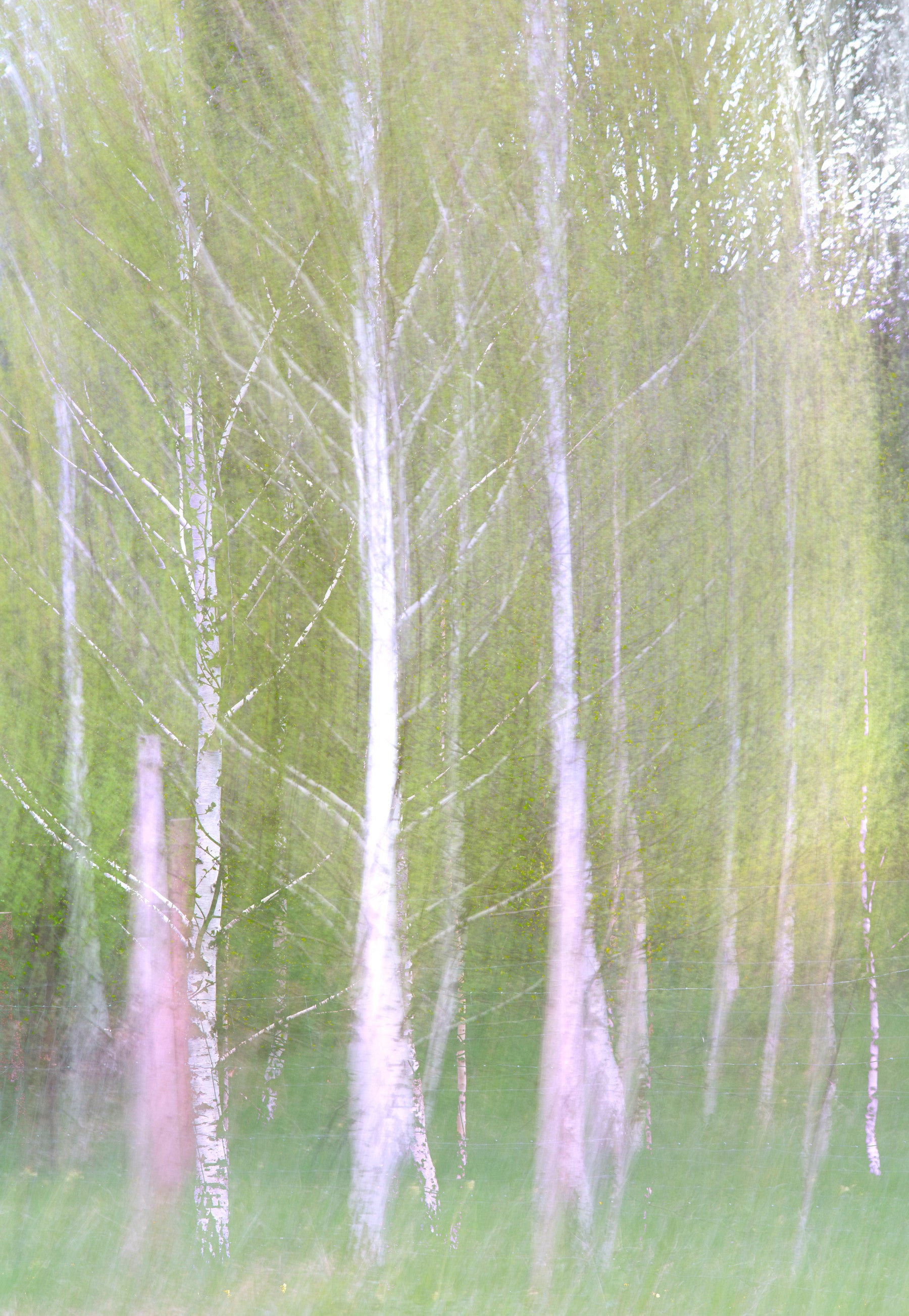 Ätherische Waldfotografie | Verschwommene Birkenbäume | Naturwandwand Wandmalerei in your room — zoomed