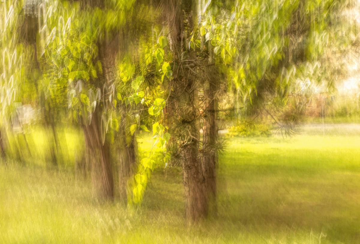 Fotografia naturale serena - alberi sfocati e murale di stampa arte vegetazione in your room — zoomed
