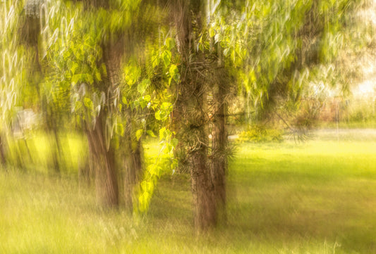 Fotografia naturale serena - alberi sfocati e murale di stampa arte vegetazione