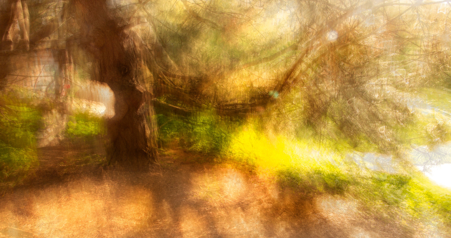 Ethereal Nature Abstract | Blurred Light & Color Photography | Dreamy Forest Scene Wall Mural