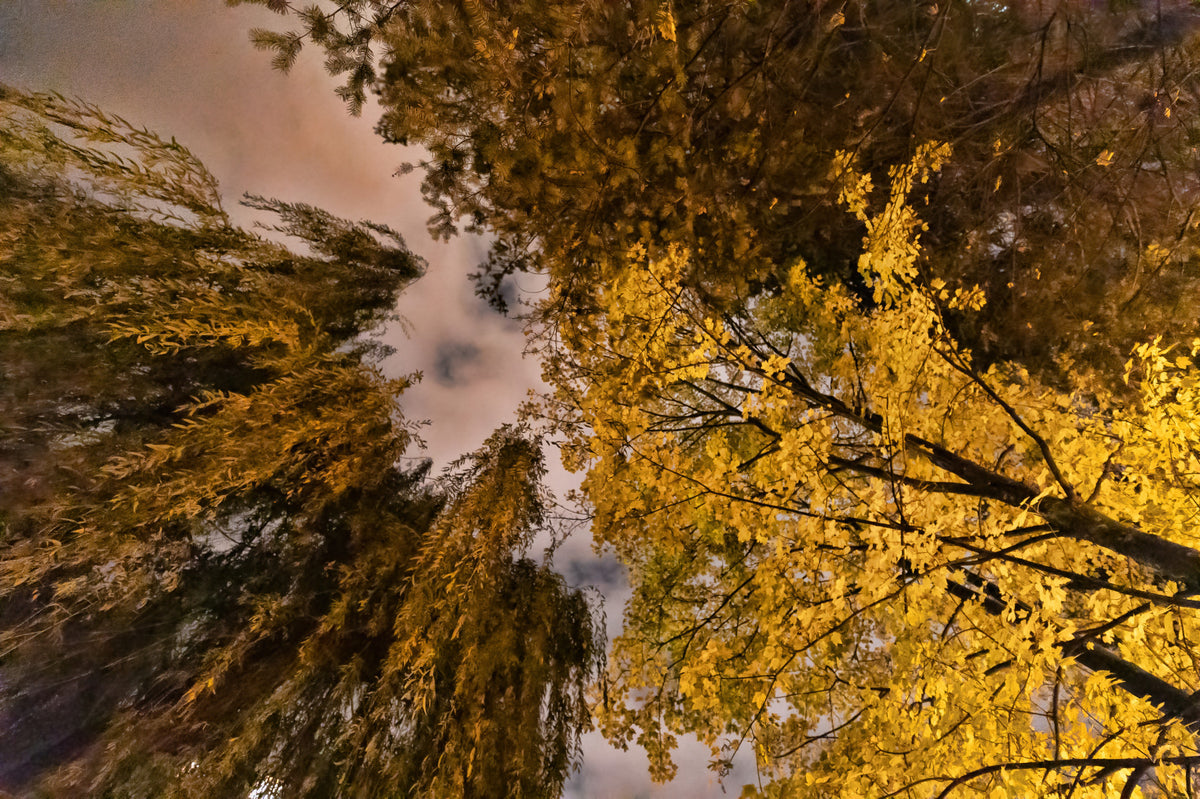 Herbst -Baldachin Goldene Blätter gegen ein Wandbild der Dämmerung Himmel