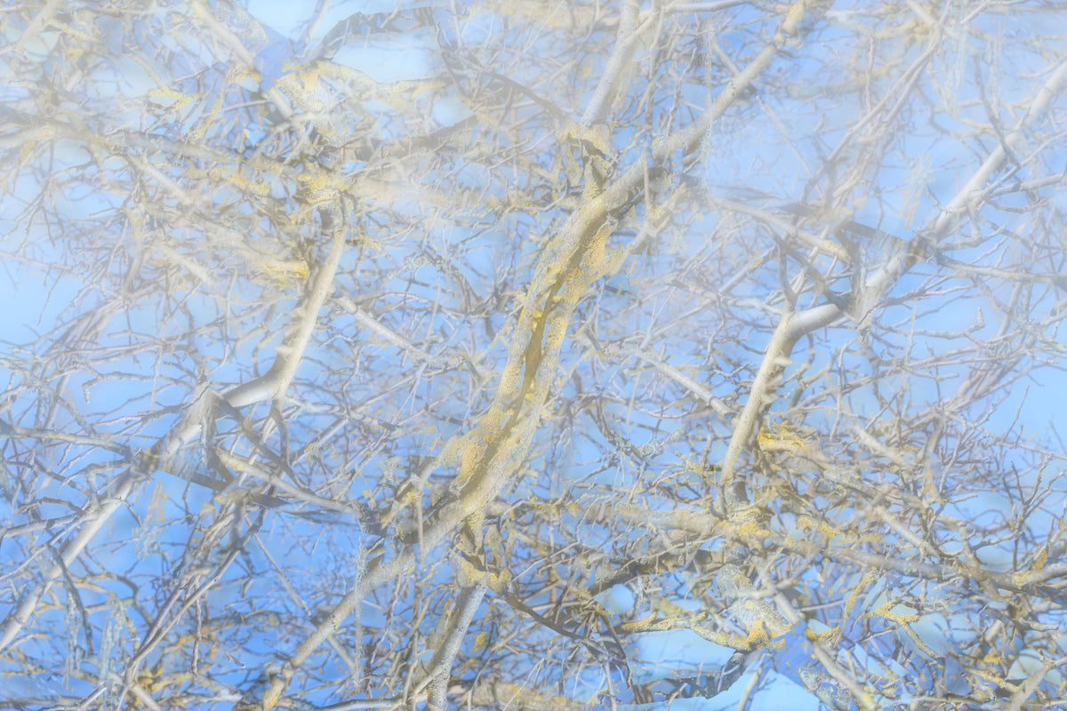 Ethereal Blue Sky and Branches Résumé Art Print Mur Mural