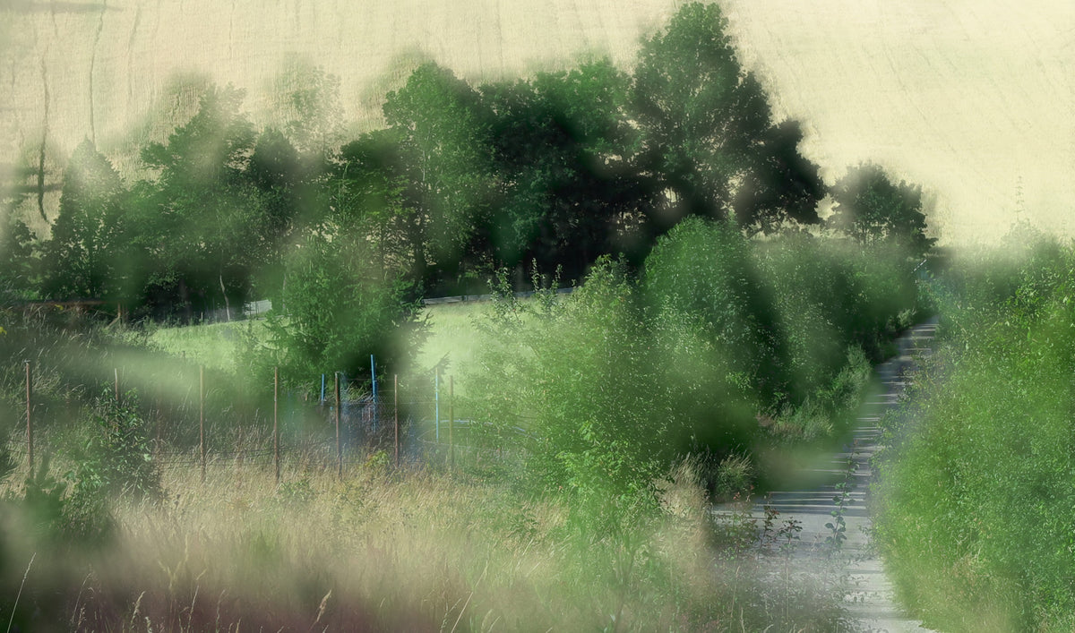 Voine tranquille à travers la verdure luxuriante - Nature Photographie Mural mural in your room — zoomed