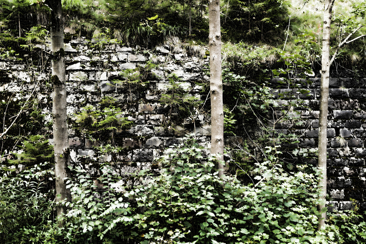 Overgrown Serenity: Nature's Embrace of Abandoned Stone Walls Wall Mural in your room — zoomed