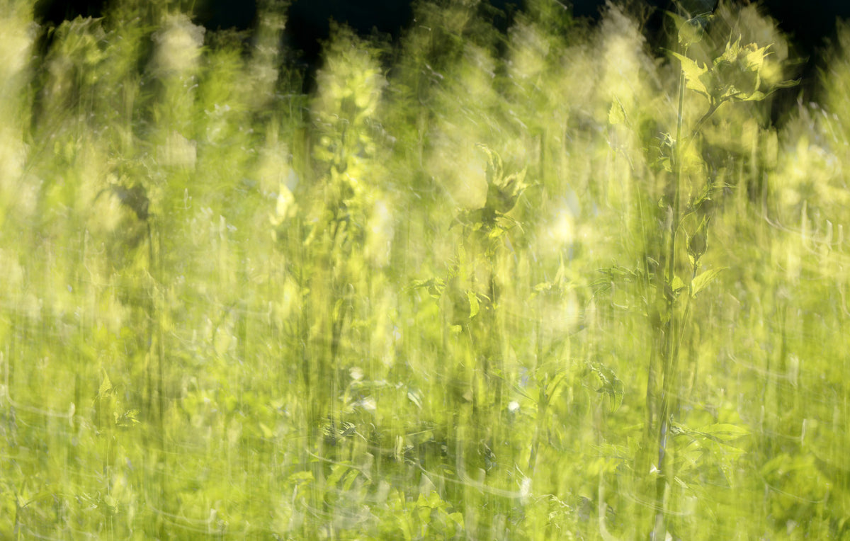 Ethereal Green Field Photography | Myk uskarp naturkunst | Rolig landskapsdekor veggmaleri in your room — zoomed