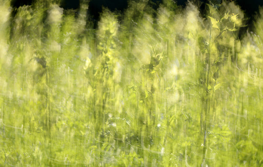 Ethereal Green Field Photography | Blød sløret naturkunst | Fredfyldt landskabsdekor vægmaleri
