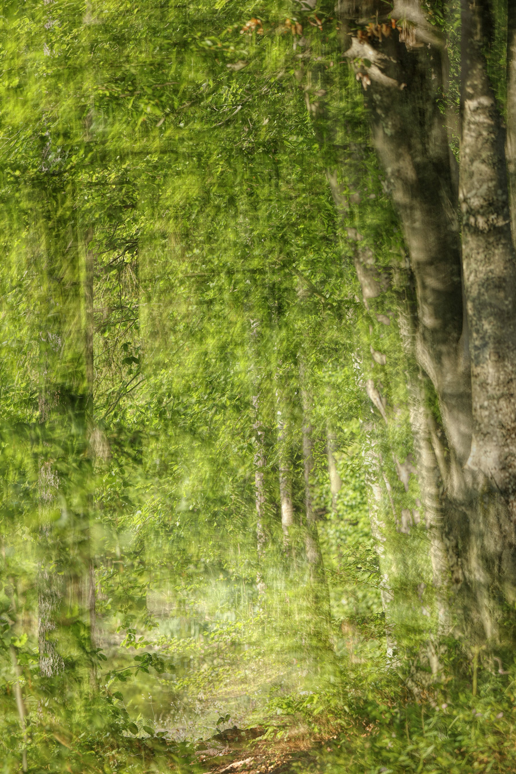 Impression d'art de la pathose forestière serein | Photographie de la nature tranquille | Murale murale verte