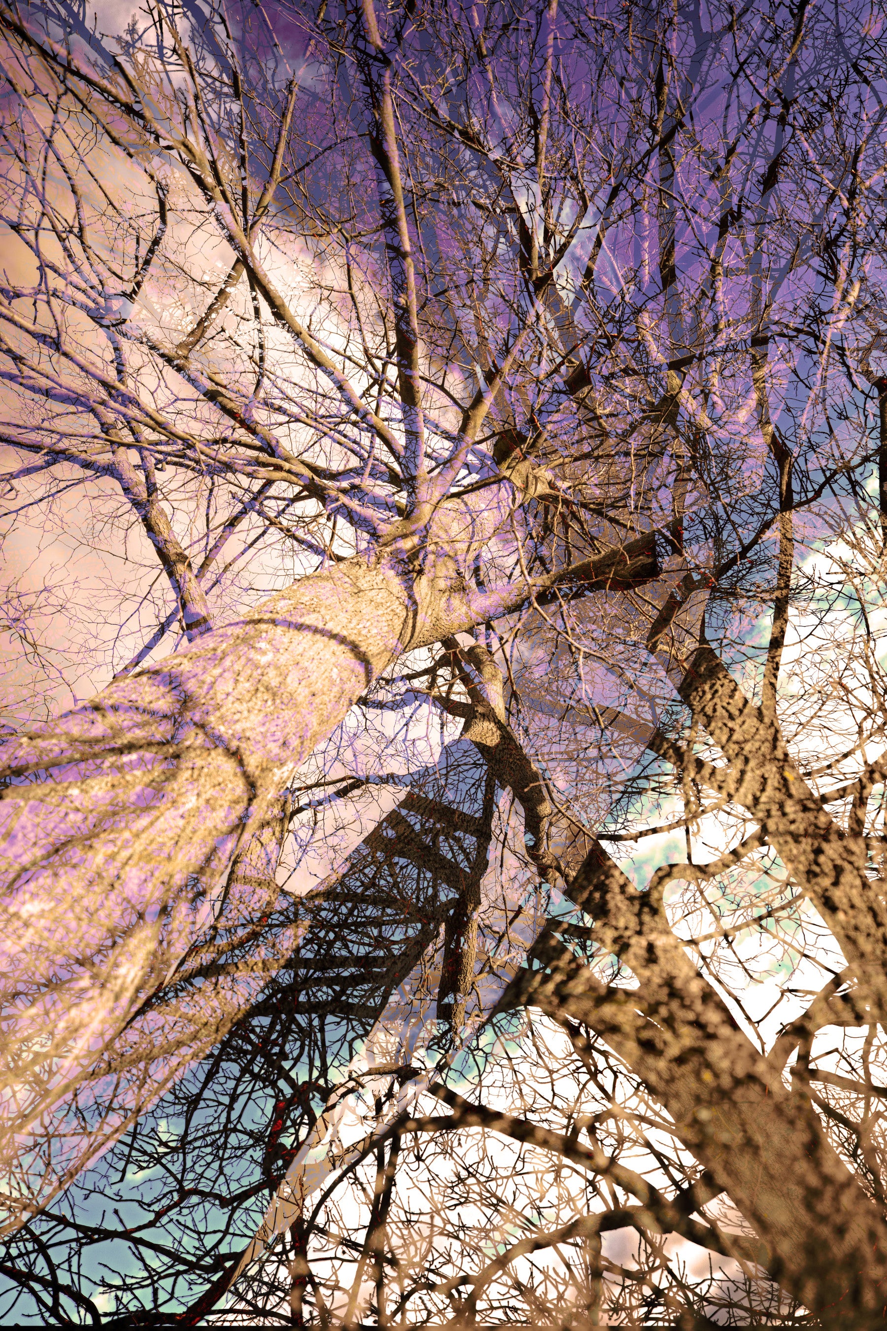 Ethereal Tree Reflection Art Print | Abstract Nature Photography | Unique Wall Decor Wall Mural