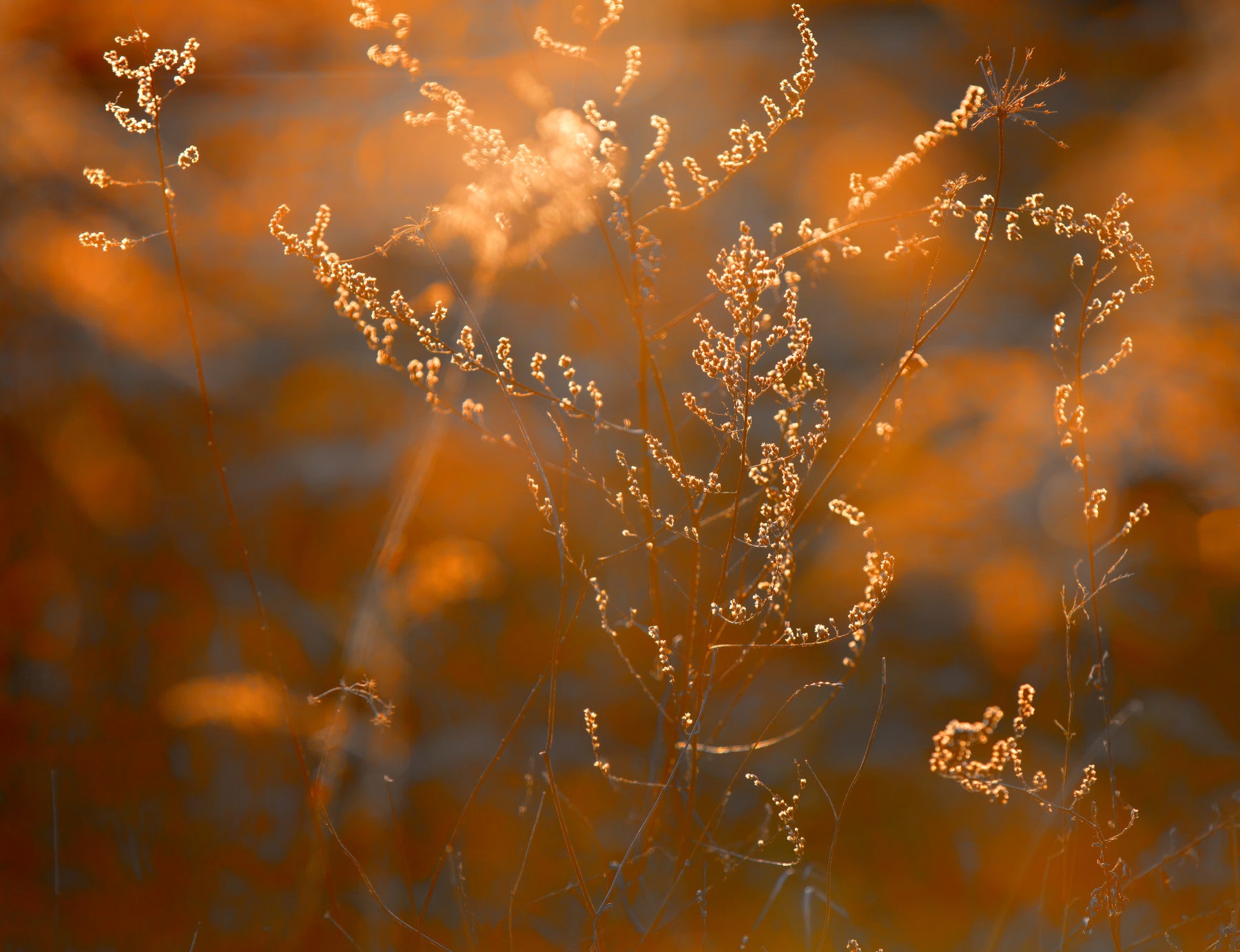 Autumn Glow Delicate Nature Photography of Sunlit Grasses Wall Mural