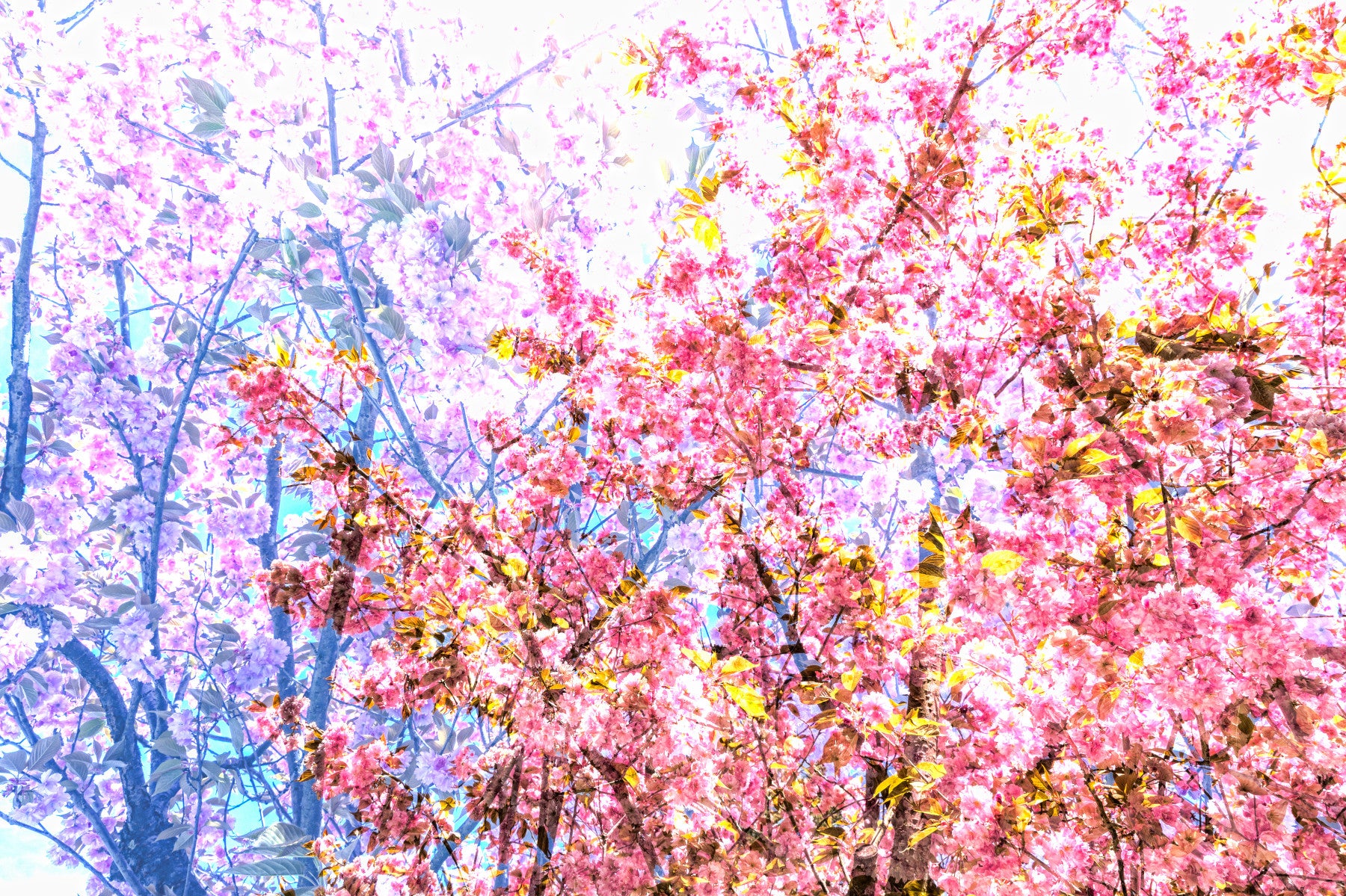 Pink Blossoms in Bloom - Vibrant Floral Photography Print Wall Mural