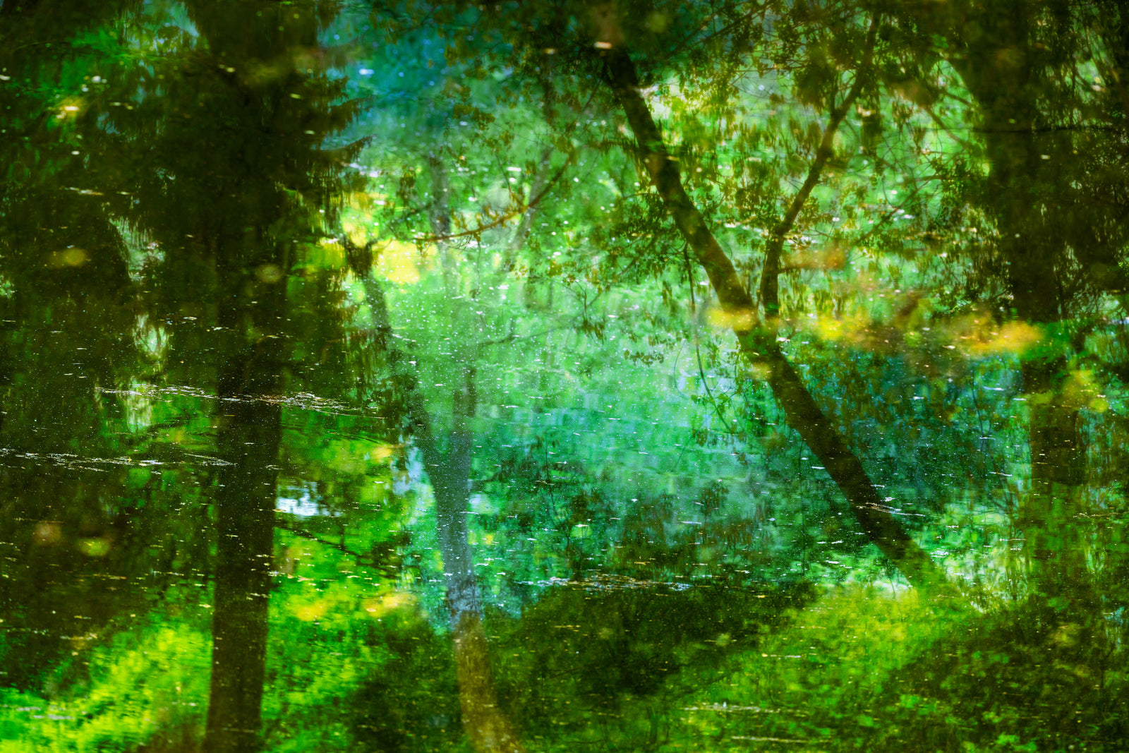 Ruhiger Waldreflexionskunstdruck | Serene Naturfotografie | Grüne Landschaftsdekorwand Wandgemälde
