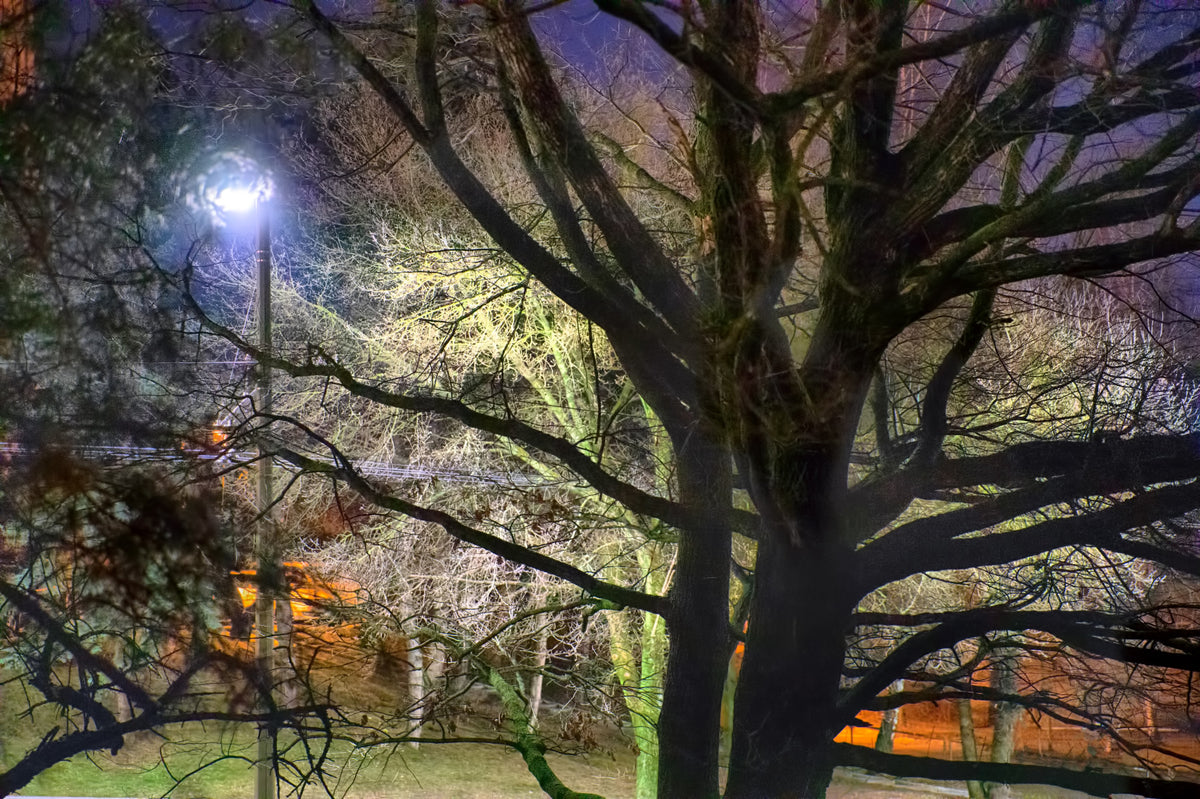 Nachtbaum Silhouette - Äthere Parkszene mit beleuchteten Zweigen Wandmalerei in your room — zoomed