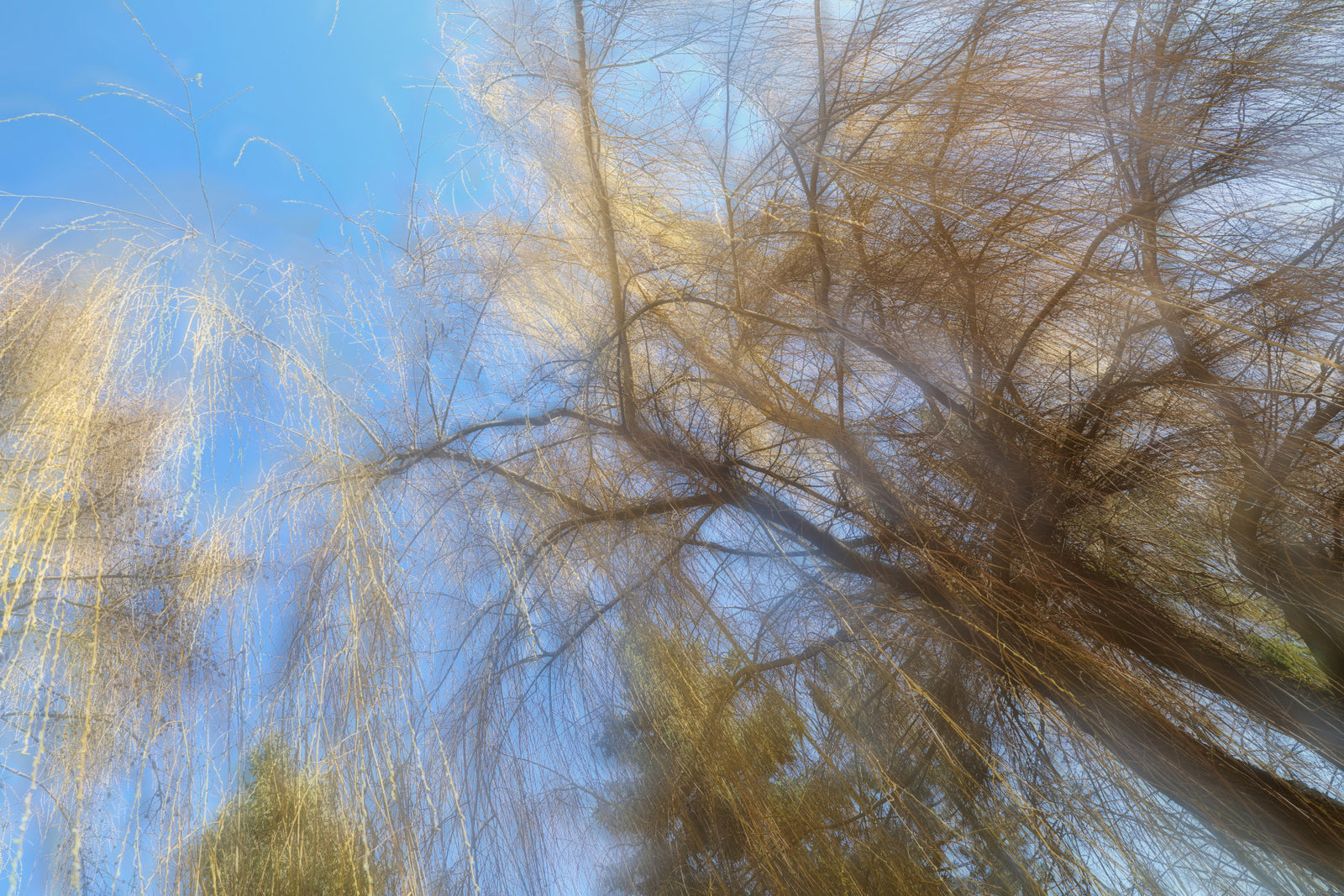 Äthere Baum -Baldachin -Fotografie | Zusammenfassung Naturkunst | Blue Sky & Zweige Wandmalerei