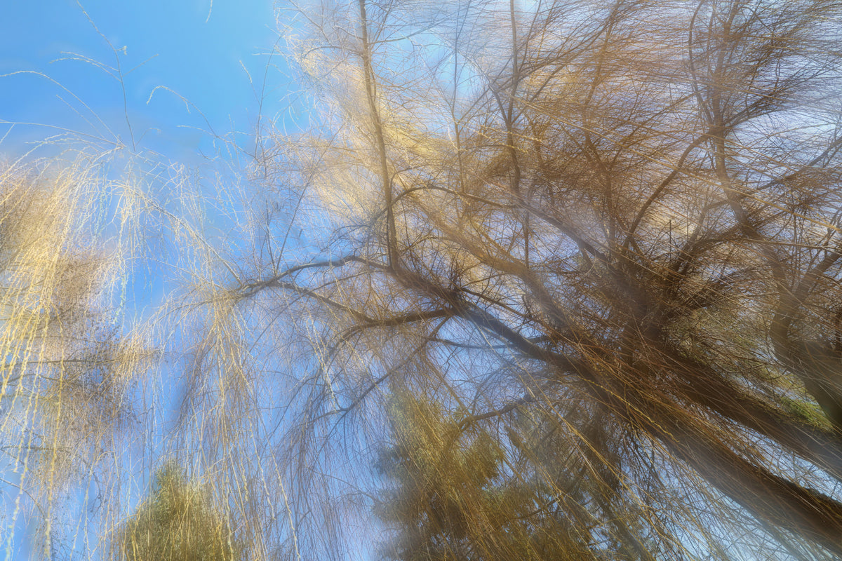 Äthere Baum -Baldachin -Fotografie | Zusammenfassung Naturkunst | Blue Sky & Zweige Wandmalerei in your room — zoomed