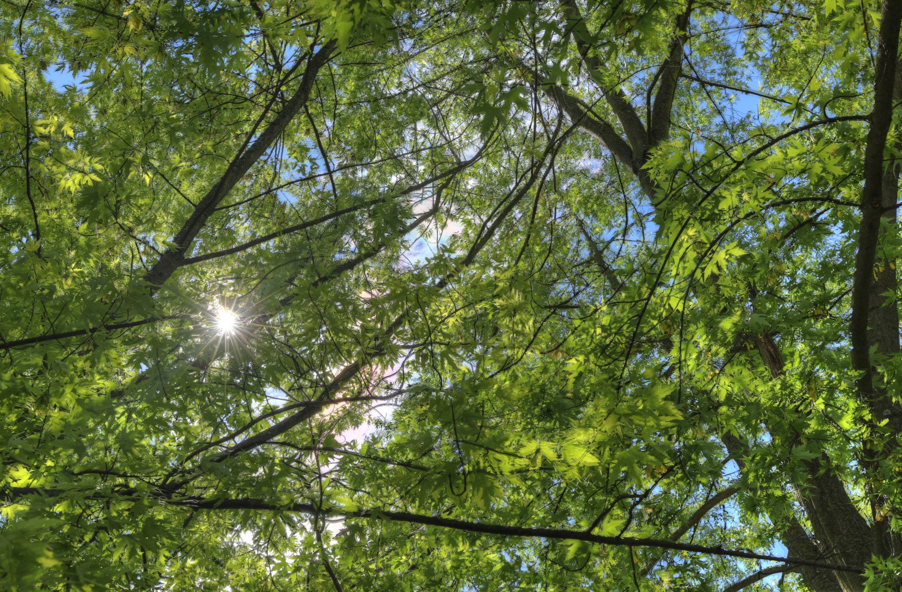 Sunlit Canopy A Glimpse Through Green Leaves Wall Mural