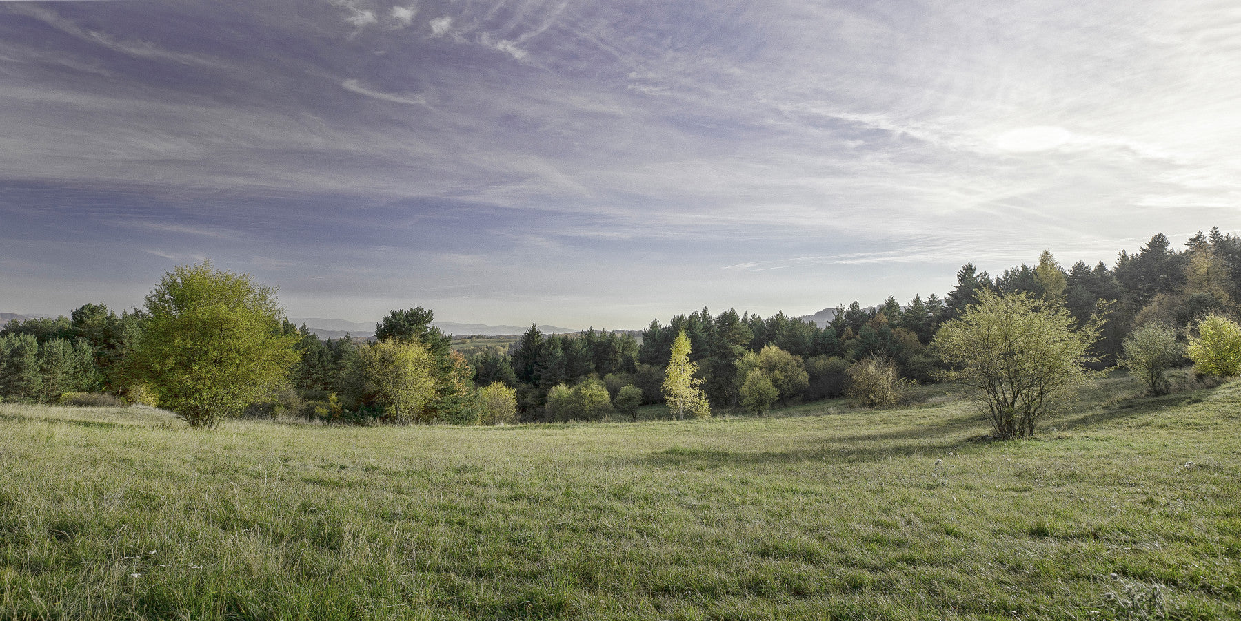 Photographie de paysage serein des champs et arbres luxuriants muraux muraux