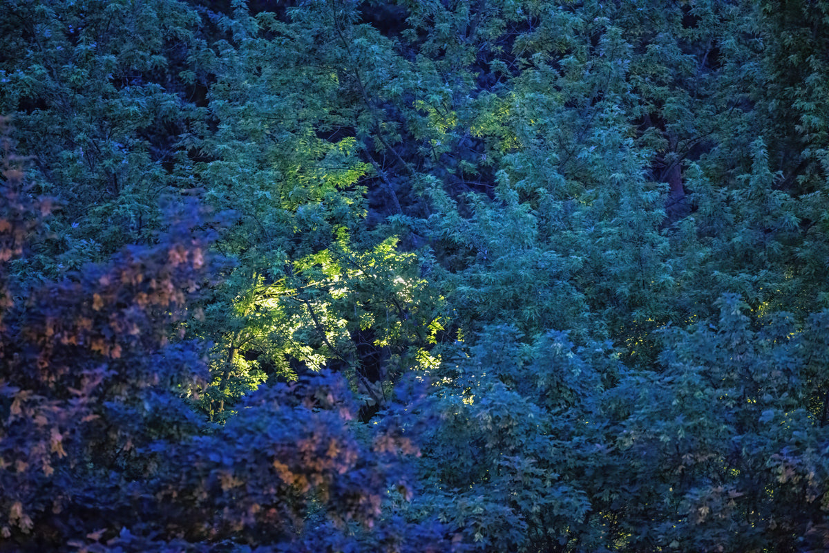 Enchanted Forest Nightcape | Foliage bleu et vert art imprimé mural mural in your room — zoomed